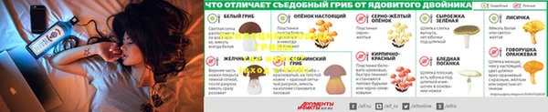 стаф Аркадак
